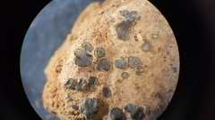 Placidium squamulosum