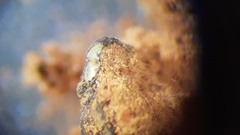 Placidium squamulosum