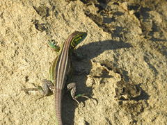 Cnemidophorus gaigei
