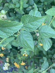 Lantana × hybrida