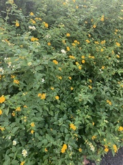 Lantana × hybrida