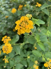 Lantana × hybrida