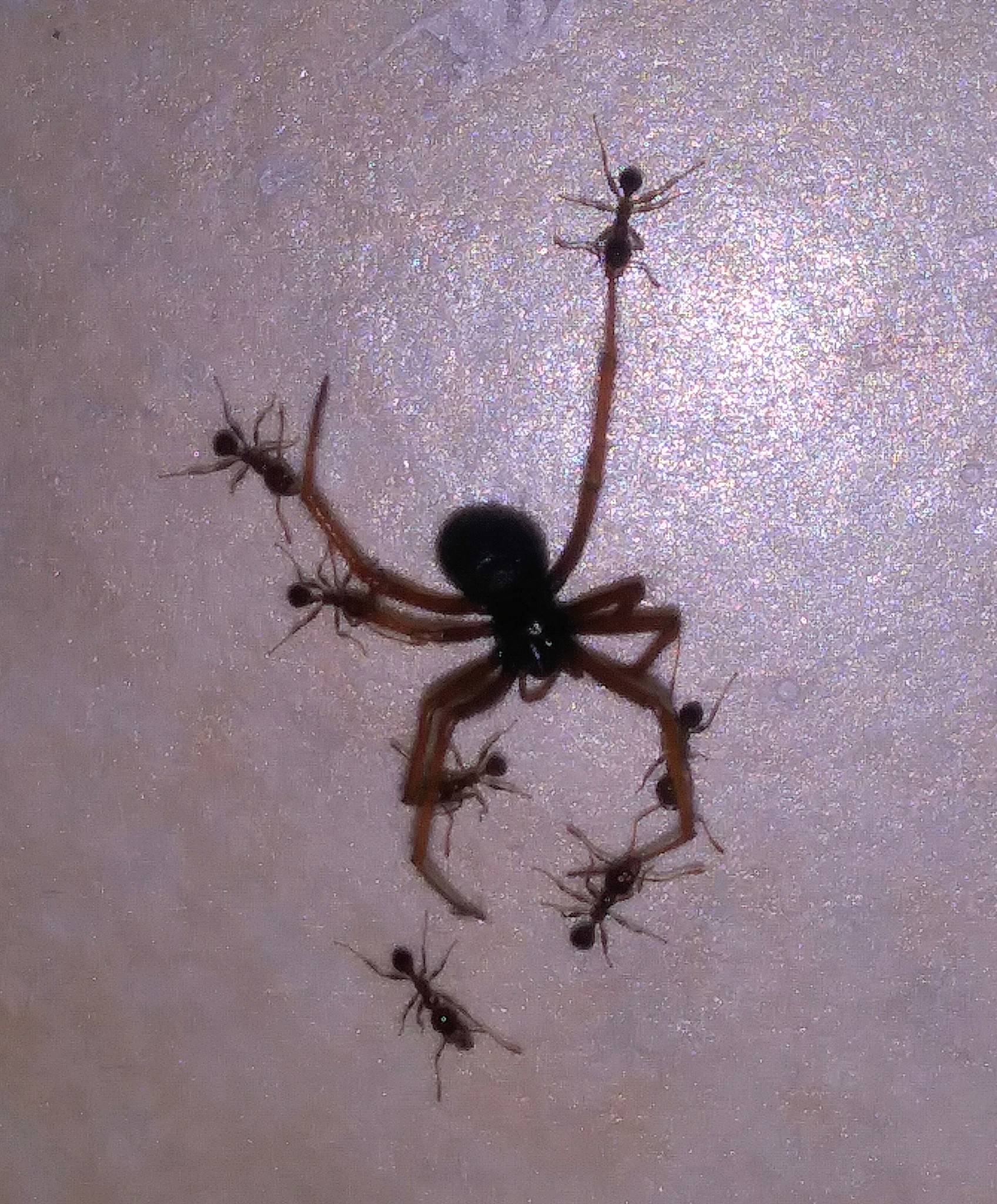 Pheidole megacephala