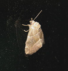 Plagiomimicus manti