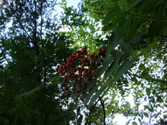 Sorbus decora