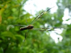 Trichonephila clavata