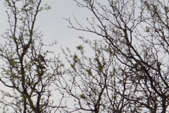 Microspingus torquatus