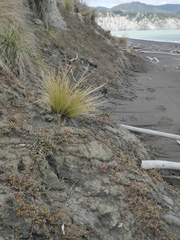 Samolus repens repens