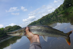 Boulengerella cuvieri