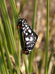 Periscepta polysticta