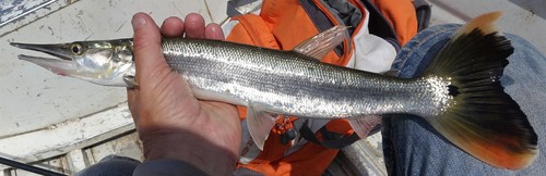 Pike characin (Boulengerella cuvieri) — Ctenoluciidae — 4
