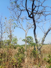 Zanthoxylum riedelianum