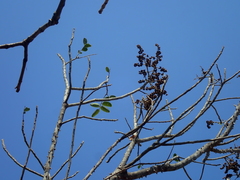 Zanthoxylum riedelianum