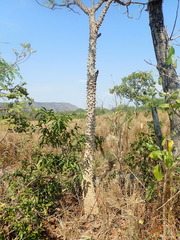 Zanthoxylum riedelianum