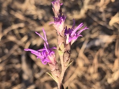 Liatris punctata nebraskana