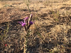 Liatris punctata nebraskana
