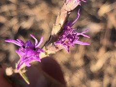 Liatris punctata nebraskana