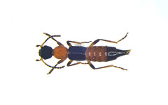 Paederus littorarius