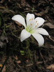 Zephyranthes atamasco