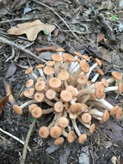 Desarmillaria caespitosa image