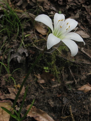 Zephyranthes atamasco