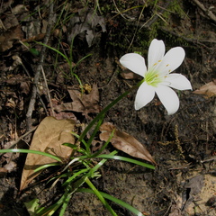 Zephyranthes atamasco