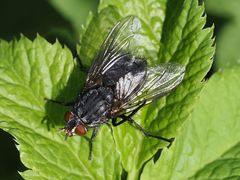 Calliphora subalpina
