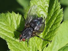 Calliphora subalpina