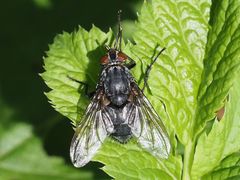 Calliphora subalpina
