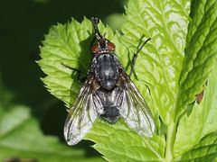 Calliphora subalpina