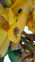 Zonitidae