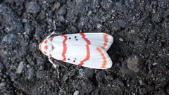 Cyana subalba