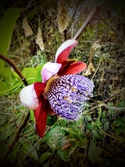Passiflora alata