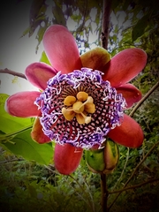 Passiflora alata