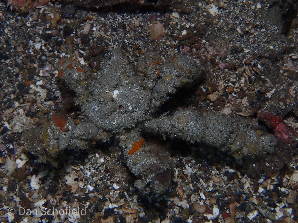 Blunt Decorator Crab