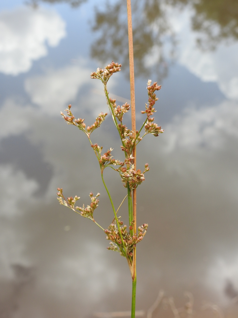 Juncus continuus from Talegalla Weir QLD 4650, Australia on October 15 ...