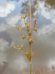 Juncus continuus