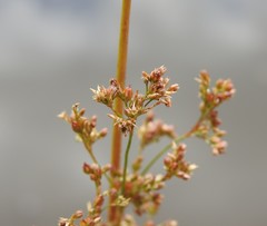 Juncus continuus