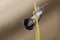 Chionomesa fimbriata