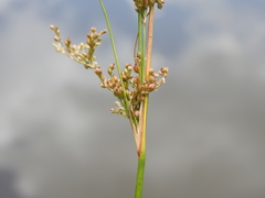 Juncus continuus
