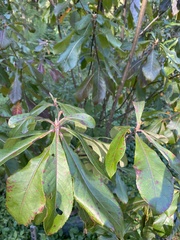Franklinia