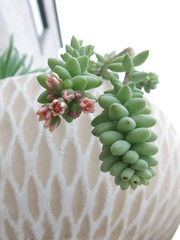 Sedum burrito