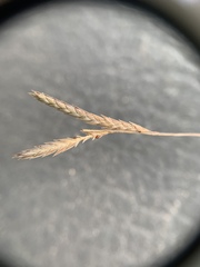 Eragrostis refracta