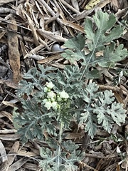 Parthenium confertum