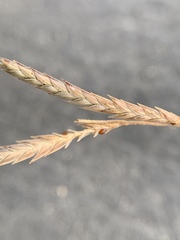 Eragrostis refracta