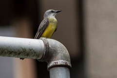 Tyrannus melancholicus