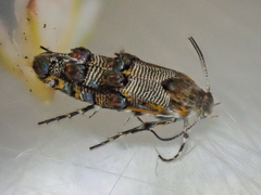 Lithariapteryx elegans