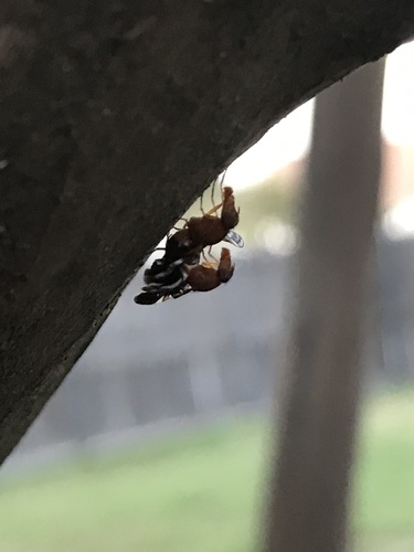 Common picture-winged fly