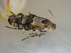 Lithariapteryx elegans