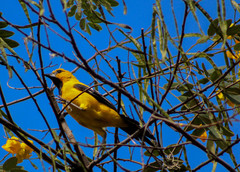 Icterus nigrogularis